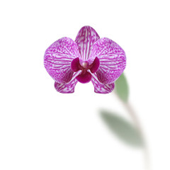 Fototapeta na wymiar Flower beautiful purple orchid with stem and leaves isolated on white background. illustration