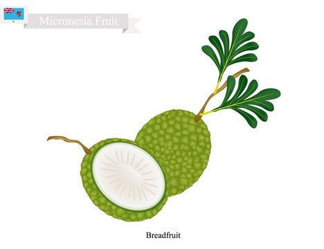 Micronesia Fruit, Ripe and Sweet Breadfruit. One of The Most Popular Fruits of Micronesia