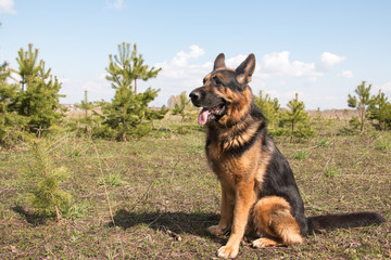 Dog german shepherd in a spring day