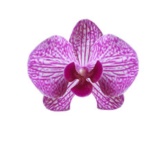Naklejka na ściany i meble Flower beautiful purple orchid on a white background. illustration