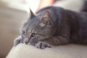 Cat in a woman's lap