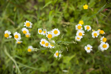Obraz premium Beautiful blooming daisy field. Spring Easter flowers. Daisy flower background. Summer camomile meadow in the garden.