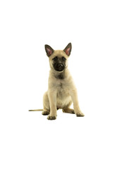 Cute blonde Dutch wire-haired shepherd puppy sitting facing came