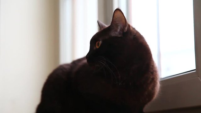 Brown pretty cat sitting on the windowsill and hunting bird. Funny cat looking at window