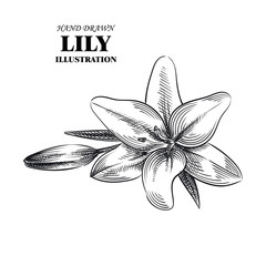 Hand drawn lily isolated on white background. Flowers sketches elements. Retro hand-drawn floral vector illustration.