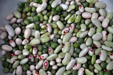 Young fruits of different varieties of beans