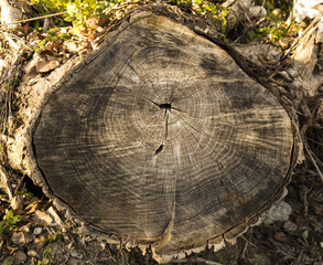 Wood texture of cut tree trunk, close-up