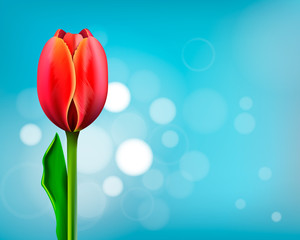 Red tulip isolated on a blue background.