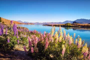 Naklejka premium Landscape view of Lake Tekapo, mountains and lupin flowers