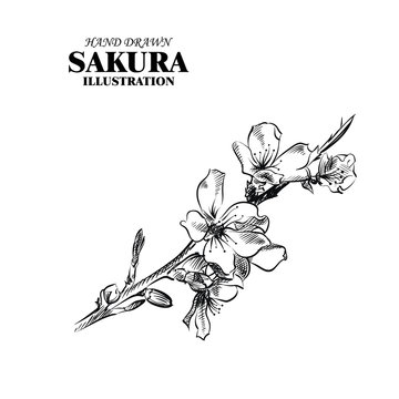 Hand drawn sakura isolated on white background. Flowers sketches elements. Retro hand-drawn floral vector illustration.