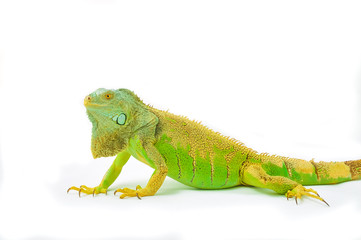 Obraz premium one green iguana lizard .reptile sit on white background