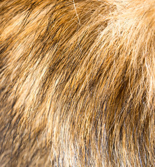 dog fur as background