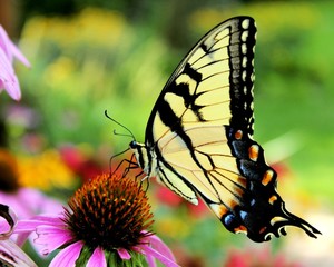Tiger Swallowtail butterfly
