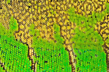 one green iguana lizard .reptile texture skin closeup