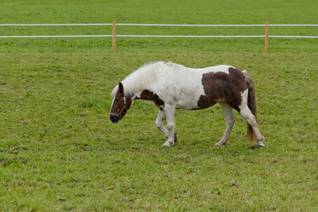 Pony auf der Weide