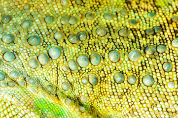 one green iguana lizard .reptile texture skin closeup