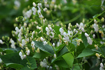 On land crops bloom white beans