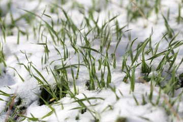 Green grass in the snow on the nature