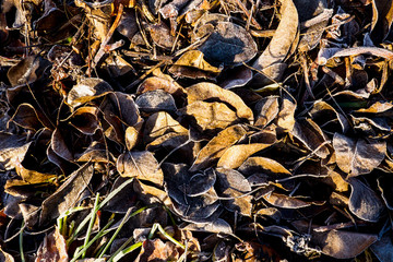 Frosty Leaves