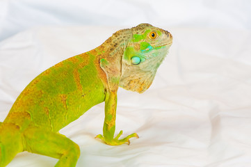 one green iguana lizard .reptile sit on white background