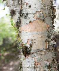 bark of birch in the wild nature as a backdrop