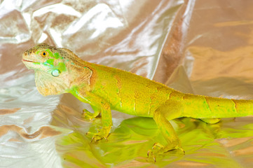 one green iguana lizard .reptile sit on white background