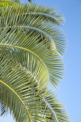 Palm tree