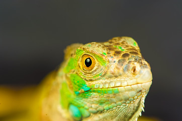 one green iguana lizard .reptile sit on black background