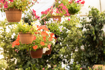 Fototapeta na wymiar Flowers and plants with pots in the greenhouse