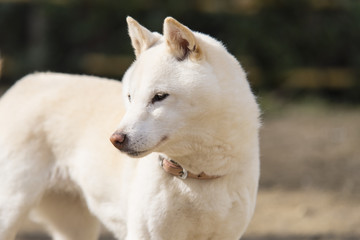 Obraz na płótnie Canvas 白い柴犬