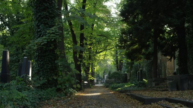 A moving shot following a cemetery path surrounded by headstones, mausoleums, vines, trees, and leaves. Olsany Cemetery, Prague. 4k.