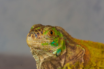 one green iguana lizard .reptile sit on black background