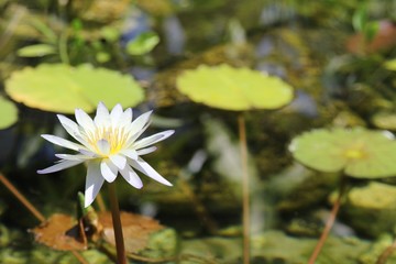 White Water Lilly
