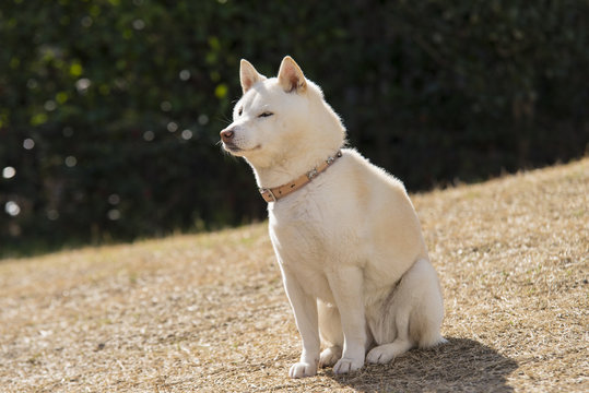 733 Best 白い犬 Images Stock Photos Vectors Adobe Stock 733 Best 白い犬 Images Stock Photos Vectors Adobe Stock