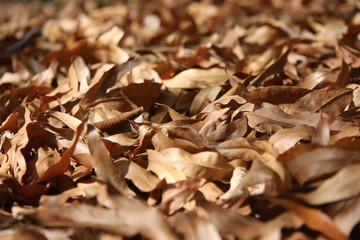 Russell Autumn Leaves