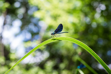 Blue butterfly on leaf. Blue dragonfly