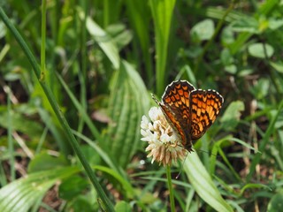Papillon La Mélitée des centaurées butinant une fleur de trèfle blanc