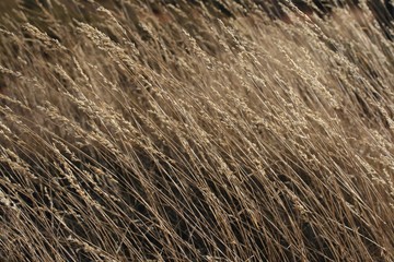 Fototapeta premium Grassy Fields
