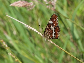 Papillon, La Carte Géographique sur un brin d'herbe