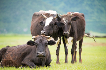 Cows at Napa Lake. a famous landscape in the Ancient city of Shangrila, Yunnan, China.