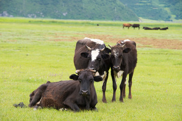 Cows at Napa Lake. a famous landscape in the Ancient city of Shangrila, Yunnan, China.