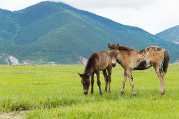 Obraz premium Horses at Napa Lake. a famous landscape in the Ancient city of Shangrila, Yunnan, China.