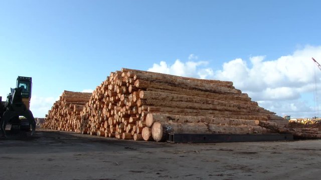 Fresh cut trees stached high at logging industrial area in the Pacific Northwest, Oregon at shipping yard.