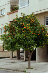 Fototapeta na wymiar orange tree on the street, Cyprus