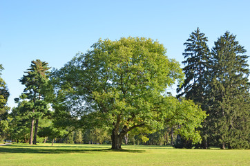 Fototapeta na wymiar Green oak and pine tree
