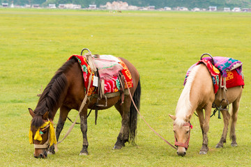 Horses at Napa Lake. a famous landscape in the Ancient city of Shangrila, Yunnan, China.
