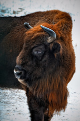 portrait of European bison in winter forest.
