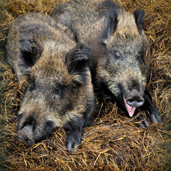 Two wild boars