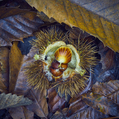 Sweet Chestnut fruit and leaves on a woodland floor in autumn