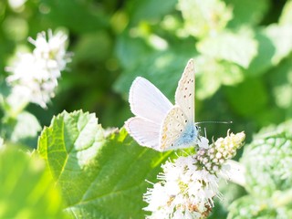 Papillon, l'azuré de la bugrane butinant une fleur